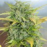 Семена марихуаны Auto Sweet Cheese feminised Ganja Seeds Семена марихуаны Auto Sweet Cheese feminised Ganja Seeds