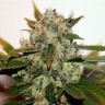 купить урожайные семена конопли White Skunk #1 feminised купить урожайные семена конопли White Skunk #1 feminised