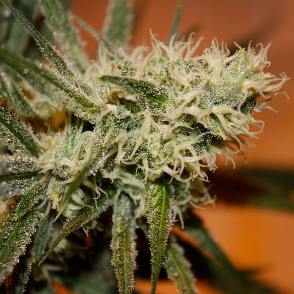 купить качественные семена конопли White Skunk #1 feminised купить качественные семена конопли White Skunk #1 feminised