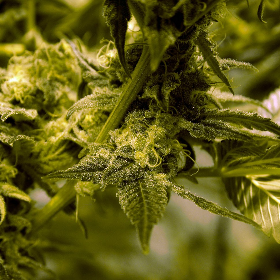 заказ семян конопли White Skunk #1 feminised заказ семян конопли White Skunk #1 feminised