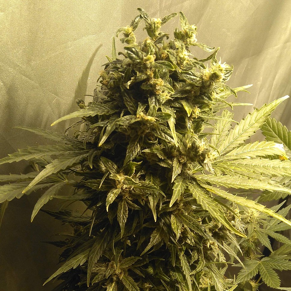 Семена Point of No Return x Lowryder (Point) regular Ganja Seeds
