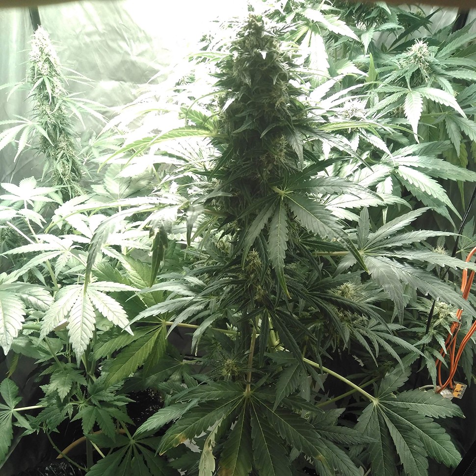 купить семена марихуаны в Алматы Point of No Return x Lowryder (Point) reg купить семена марихуаны в Алматы Point of No Return x Lowryder (Point) reg