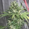заказать семена конопли Point of No Return x Lowryder (Point) reg заказать семена конопли Point of No Return x Lowryder (Point) reg