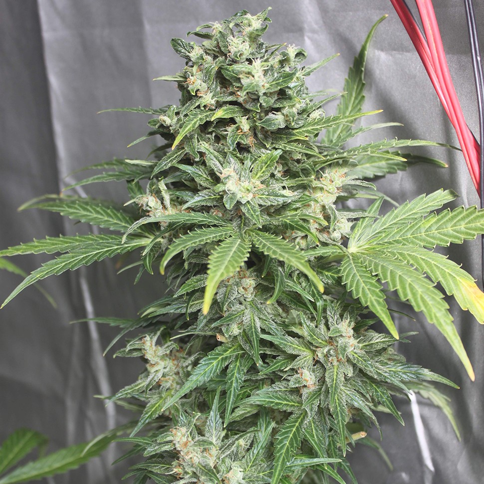 заказать семена конопли Point of No Return x Lowryder (Point) reg заказать семена конопли Point of No Return x Lowryder (Point) reg