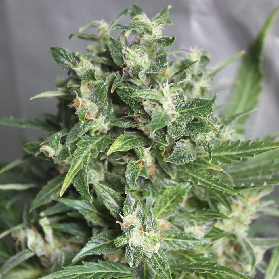 заказ семян конопли Point of No Return x Lowryder (Point) reg заказ семян конопли Point of No Return x Lowryder (Point) reg