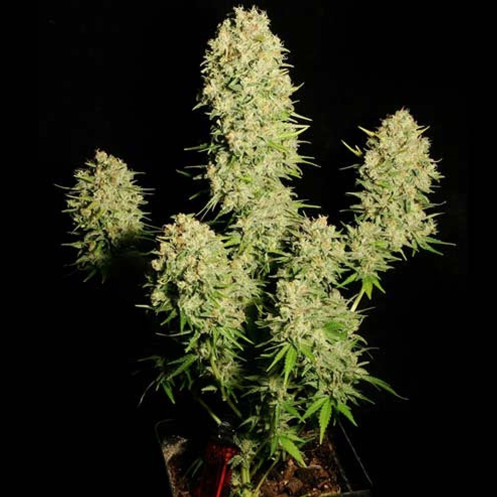 Семена марихуаны Auto Chronic feminised Ganja Seeds