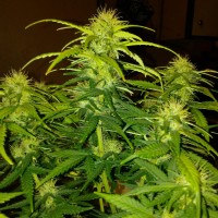 White Widow CBD feminised Ganja Seeds