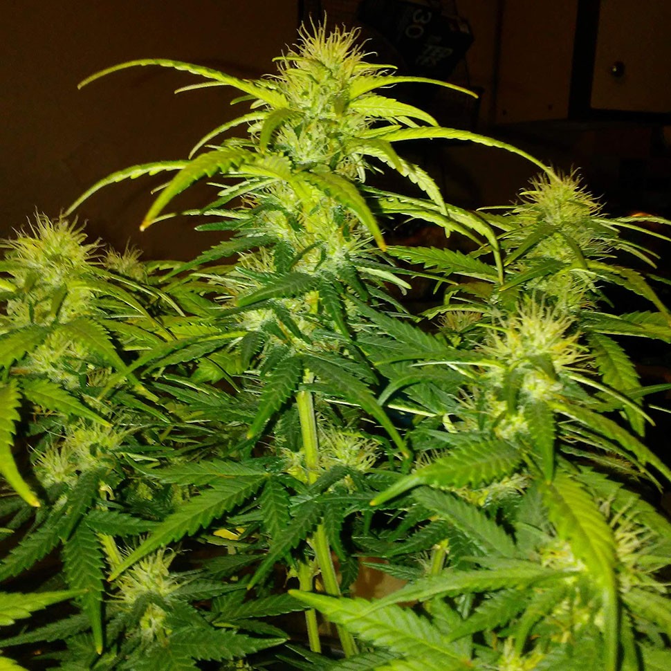Семена марихуаны  White Widow CBD feminised Ganja Seeds