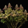 Семена марихуаны  White Widow CBD feminised Ganja Seeds