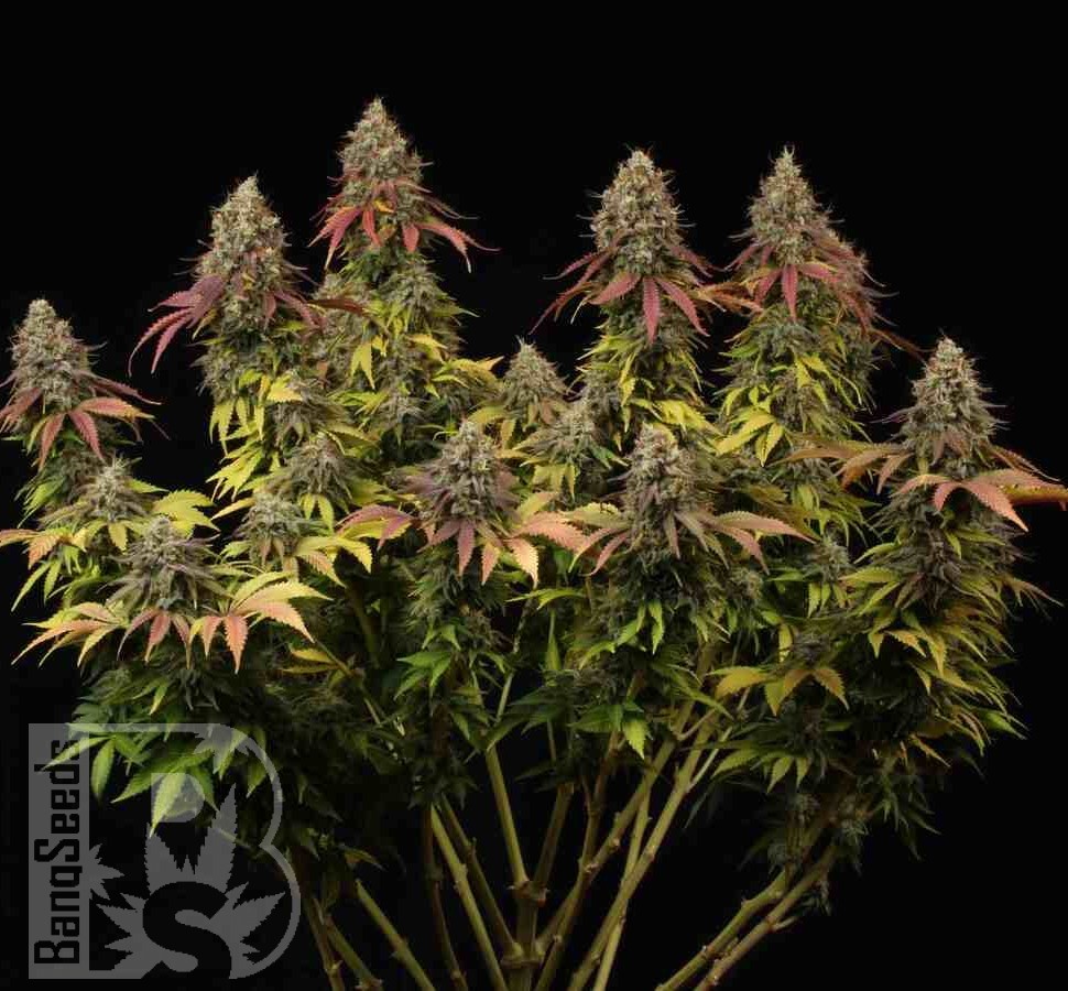 Семена марихуаны  White Widow CBD feminised Ganja Seeds