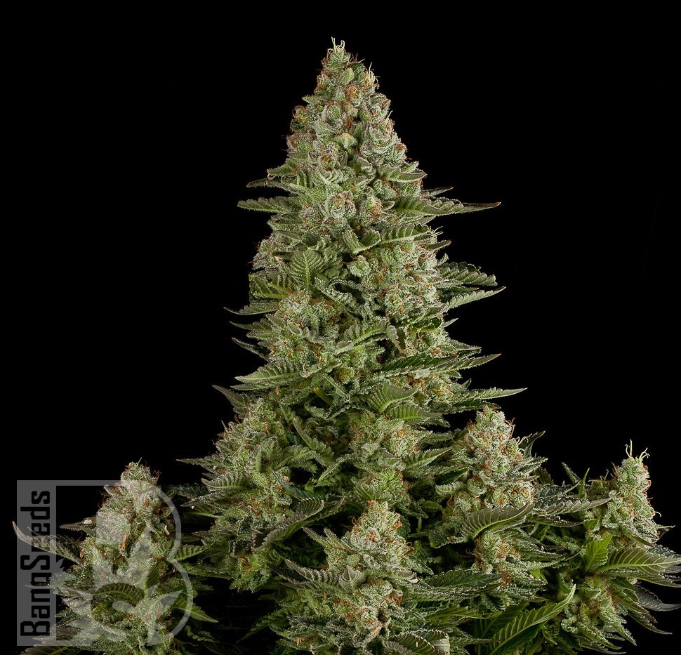 Семена марихуаны  White Widow CBD feminised Ganja Seeds