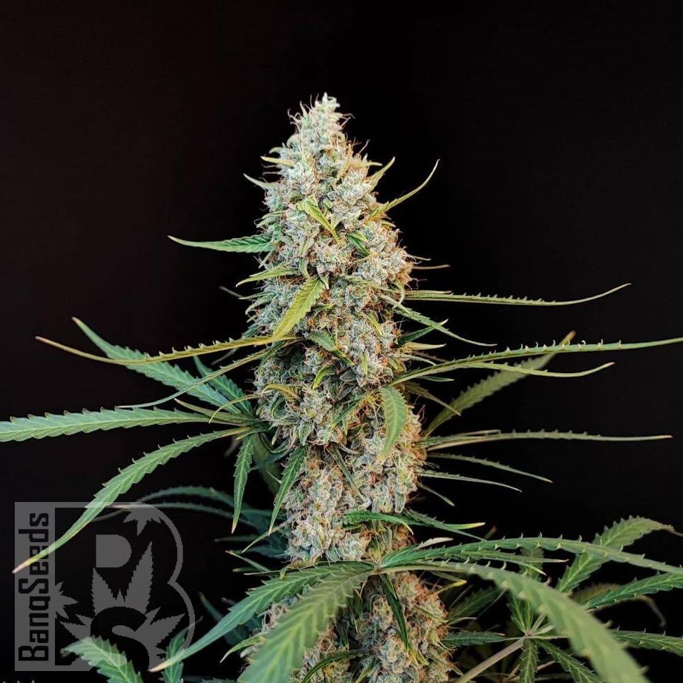 Семена марихуаны  White Widow CBD feminised Ganja Seeds