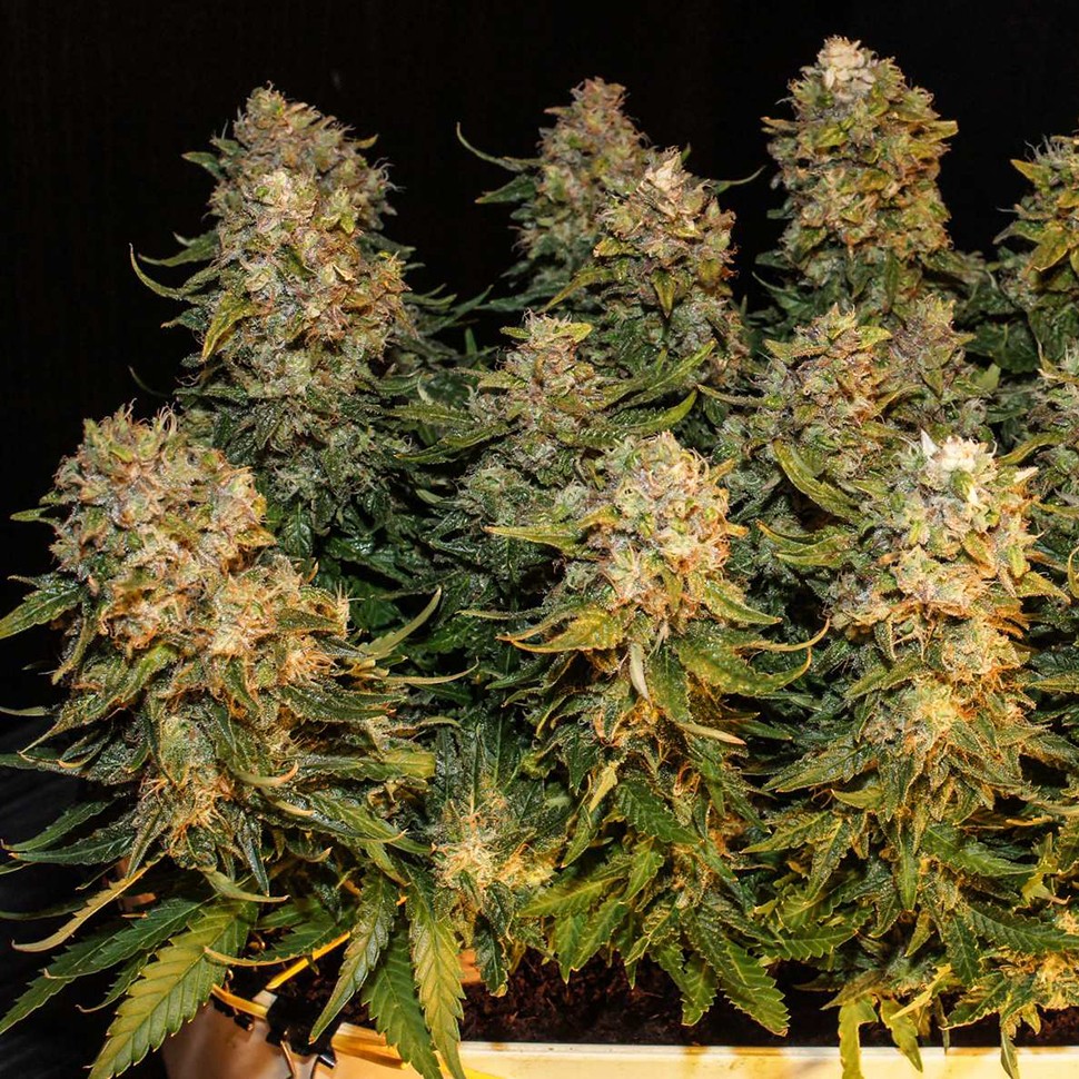 Семена марихуаны Auto Karatal feminised Bang Seeds