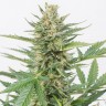 Семена марихуаны Auto Karatal feminised Bang Seeds Семена марихуаны Auto Karatal feminised Bang Seeds