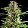 Семена марихуаны Auto Karatal feminised Bang Seeds Семена марихуаны Auto Karatal feminised Bang Seeds