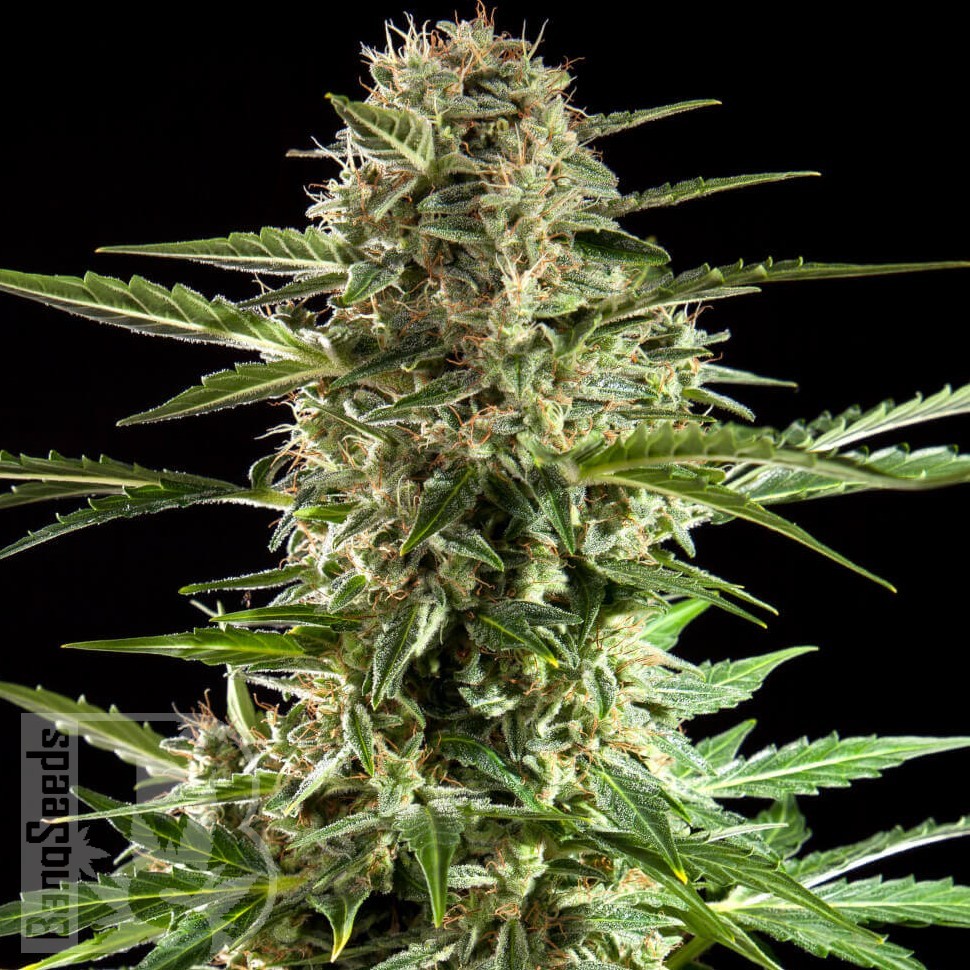 Семена марихуаны Auto Karatal feminised Bang Seeds Семена марихуаны Auto Karatal feminised Bang Seeds