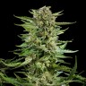Семена марихуаны Auto Karatal feminised Bang Seeds Семена марихуаны Auto Karatal feminised Bang Seeds