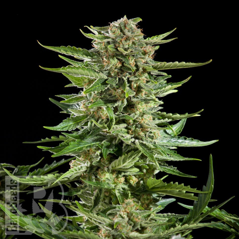 Семена марихуаны Auto Karatal feminised Bang Seeds Семена марихуаны Auto Karatal feminised Bang Seeds