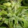 Семена марихуаны фотопериодных сортов Euforia feminised Ganja Seeds Семена марихуаны фотопериодных сортов Euforia feminised Ganja Seeds