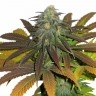 Семена каннабиса Euforia feminised Ganja Seeds Семена каннабиса Euforia feminised Ganja Seeds