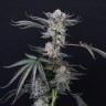 Семена каннабиса Euforia feminised Ganja Seeds Семена каннабиса Euforia feminised Ganja Seeds