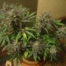 Auto New York City feminised Ganja Seeds