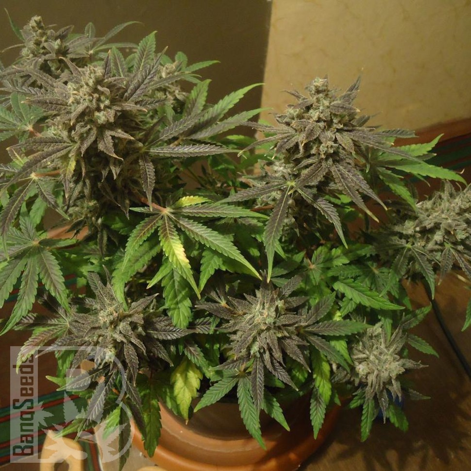 Семена марихуаны Auto New York City feminised Ganja Seeds
