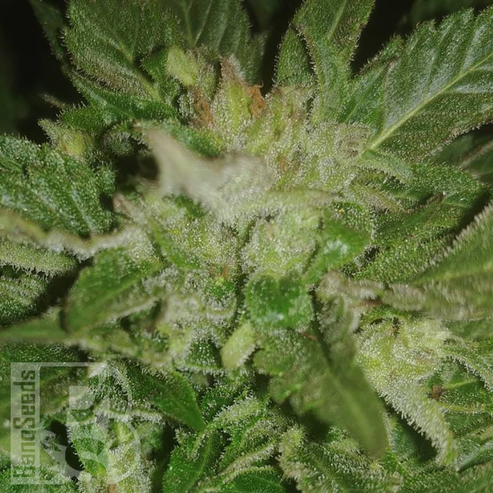 семена конопли марихуаны Auto New York City feminised семена конопли марихуаны Auto New York City feminised