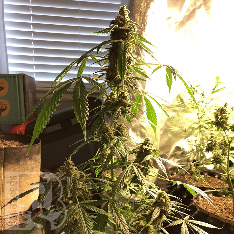 семена конопли элитных сортов Auto New York City feminised семена конопли элитных сортов Auto New York City feminised