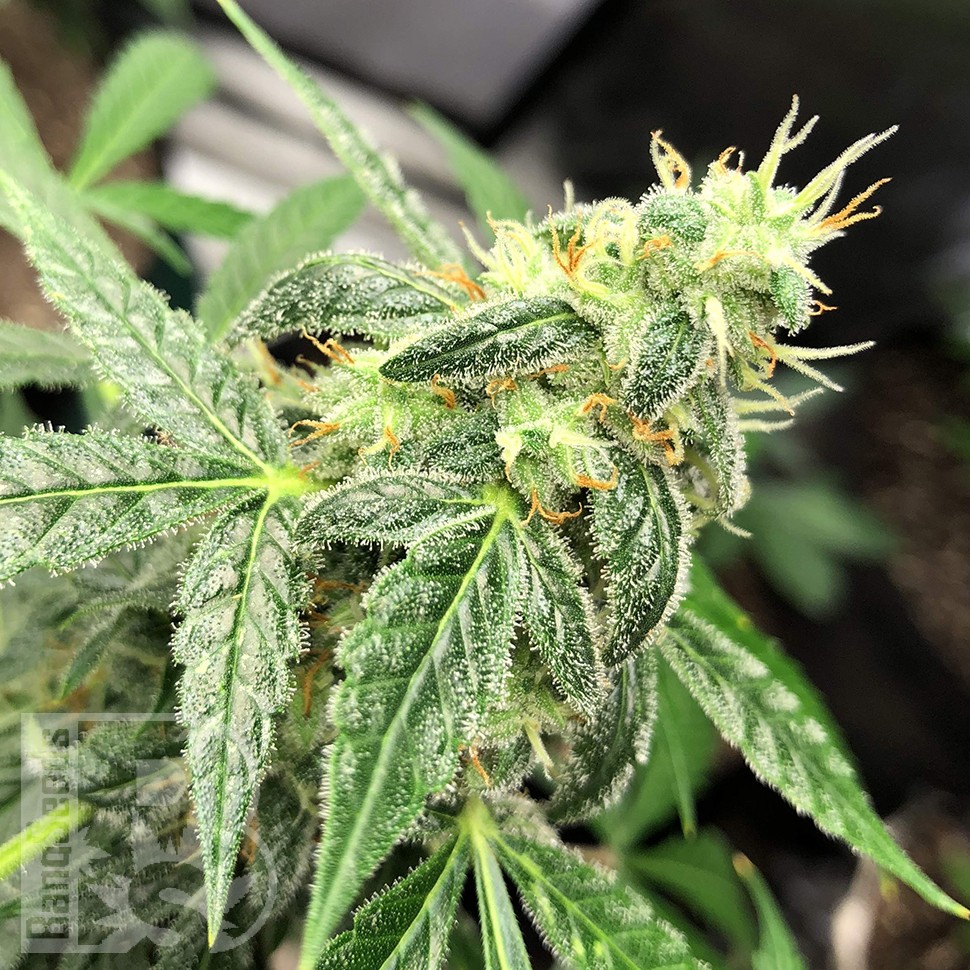 семена конопли аутдор Auto New York City feminised семена конопли аутдор Auto New York City feminised