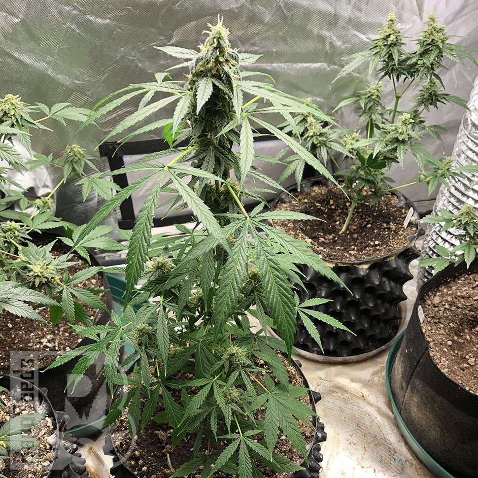 семена конопли в интернете Auto New York City feminised семена конопли в интернете Auto New York City feminised