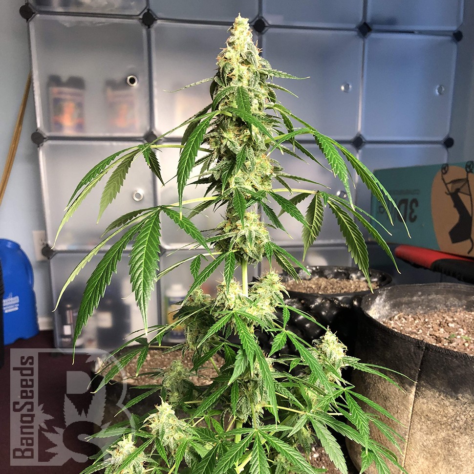 семена конопли скороспелый купить Auto New York City feminised семена конопли скороспелый купить Auto New York City feminised