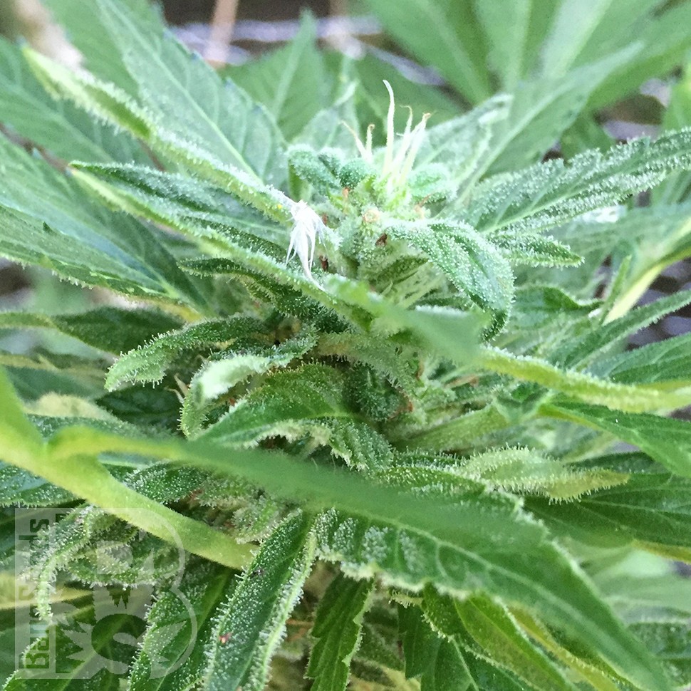 семена конопли гидропоники Auto New York City feminised семена конопли гидропоники Auto New York City feminised