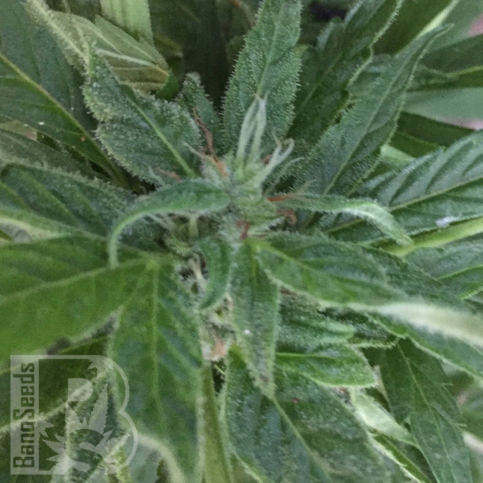 семена конопли дешево Auto New York City feminised семена конопли дешево Auto New York City feminised
