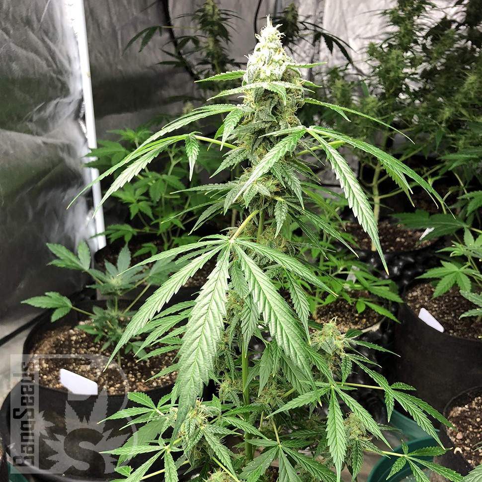 семена конопли для курения Auto New York City feminised семена конопли для курения Auto New York City feminised