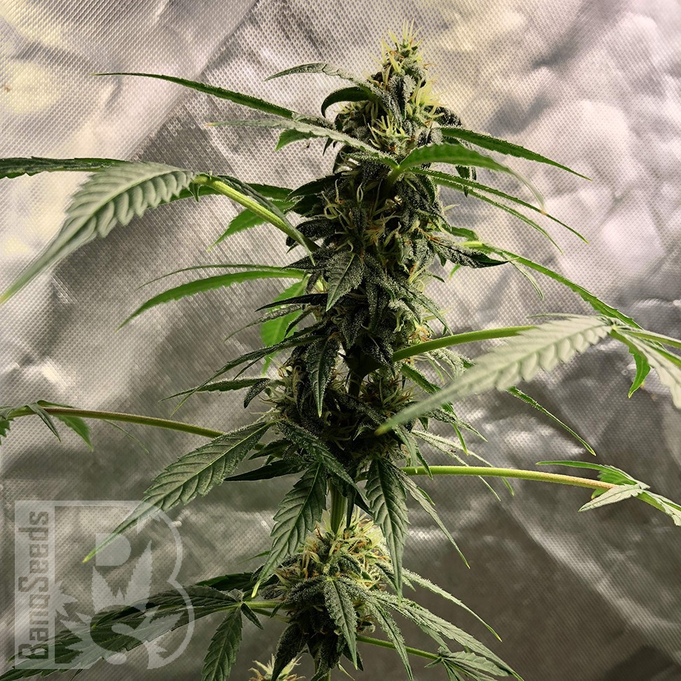 мощные семена конопли Auto New York City feminised мощные семена конопли Auto New York City feminised