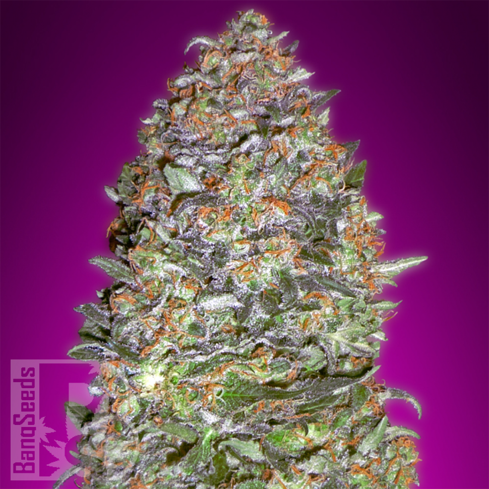 семена конопли автоцвет Auto New York City feminised