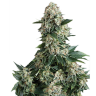семена конопли в фирменной упаковке Auto New York City feminised