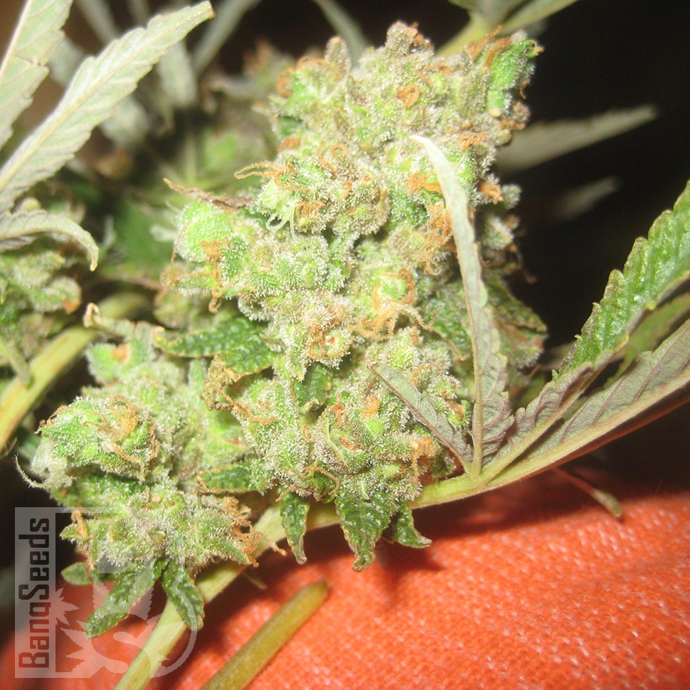 LA Cannalope feminised Ganja Seeds LA Cannalope feminised Ganja Seeds