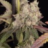проращивание семян конопли Runtz Muffin feminised Ganja Seeds проращивание семян конопли Runtz Muffin feminised Ganja Seeds