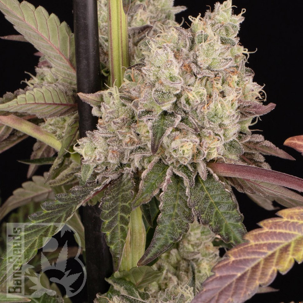 Семена ганжа Runtz Muffin feminised Ganja Seeds
