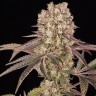 семена технической конопли Runtz Muffin feminised Ganja Seeds семена технической конопли Runtz Muffin feminised Ganja Seeds