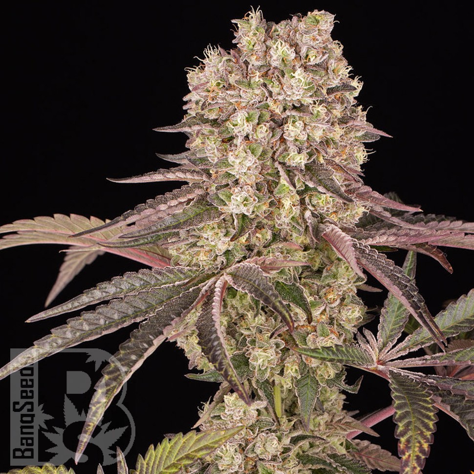 семена технической конопли Runtz Muffin feminised Ganja Seeds семена технической конопли Runtz Muffin feminised Ganja Seeds