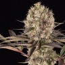 феминизированные семена конопли Runtz Muffin feminised Ganja Seeds феминизированные семена конопли Runtz Muffin feminised Ganja Seeds