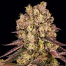 семена голландской конопли Runtz Muffin feminised Ganja Seeds семена голландской конопли Runtz Muffin feminised Ganja Seeds
