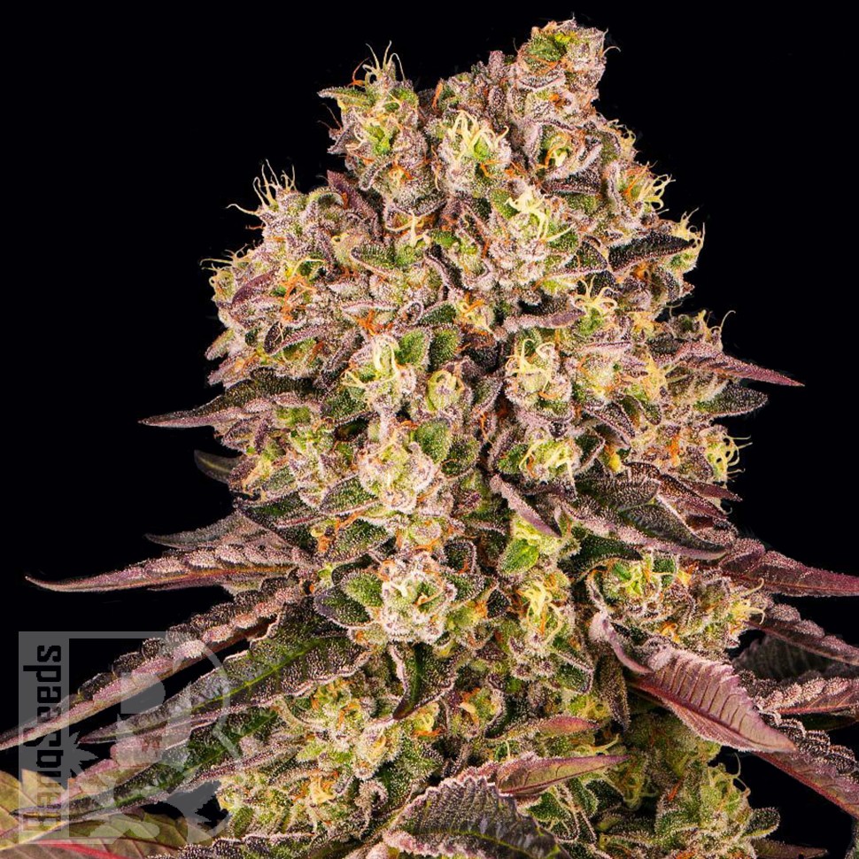 семена голландской конопли Runtz Muffin feminised Ganja Seeds семена голландской конопли Runtz Muffin feminised Ganja Seeds