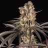 сортовые семена конопли Runtz Muffin feminised Ganja Seeds сортовые семена конопли Runtz Muffin feminised Ganja Seeds