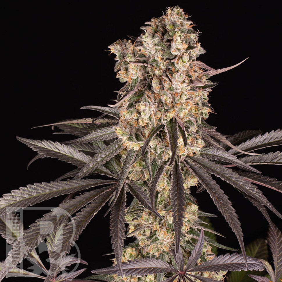сортовые семена конопли Runtz Muffin feminised Ganja Seeds сортовые семена конопли Runtz Muffin feminised Ganja Seeds