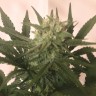 купить семена конопли дешево Critical + feminised купить семена конопли дешево Critical + feminised