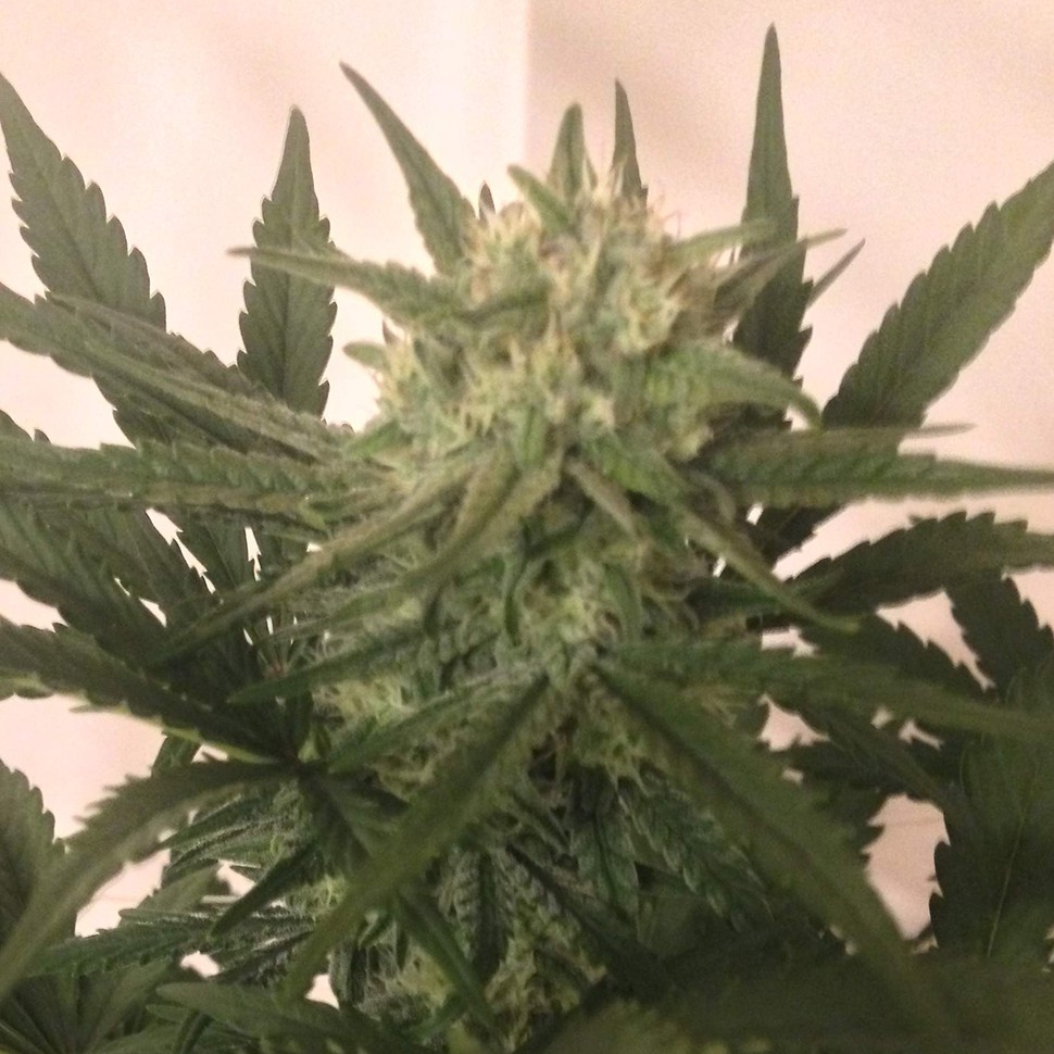 купить семена конопли дешево Critical + feminised купить семена конопли дешево Critical + feminised